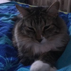 Meet your Posher, Bella